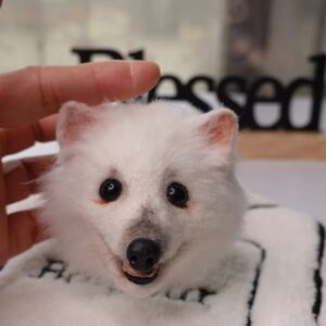 img 20250109 000642 295